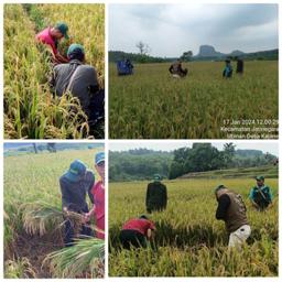 Pendampingan Pengawasan Survei Ubinan 