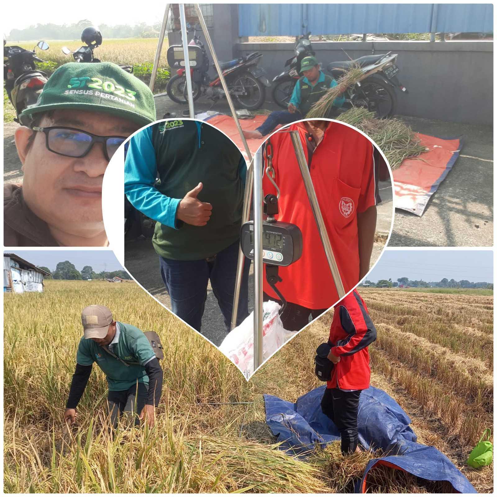 Ubinan Padi di Desa Balaradin, Sebagian Besar Petani Memanen dengan Sistem Tebasan