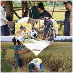 BPS Tegal Regency Rice-Cutting Survey Reveals Various Constraints of Farmers in Randusari Village