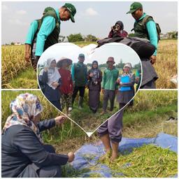 Tegal Regency BPS Team Conducts Rice-Cutting Supervision in Slawi and Dukuhwaru Sub-districts