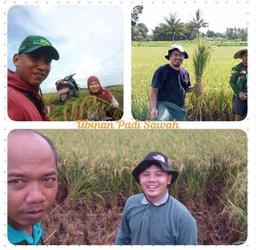 Rice Crop Measurement in Tegal Regency During Ramadan