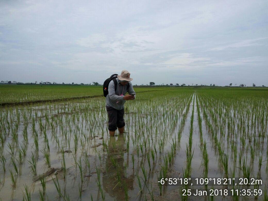 K S A “ Kerangka Sampel Area yang "mendunia".... itu seperti apa sih?