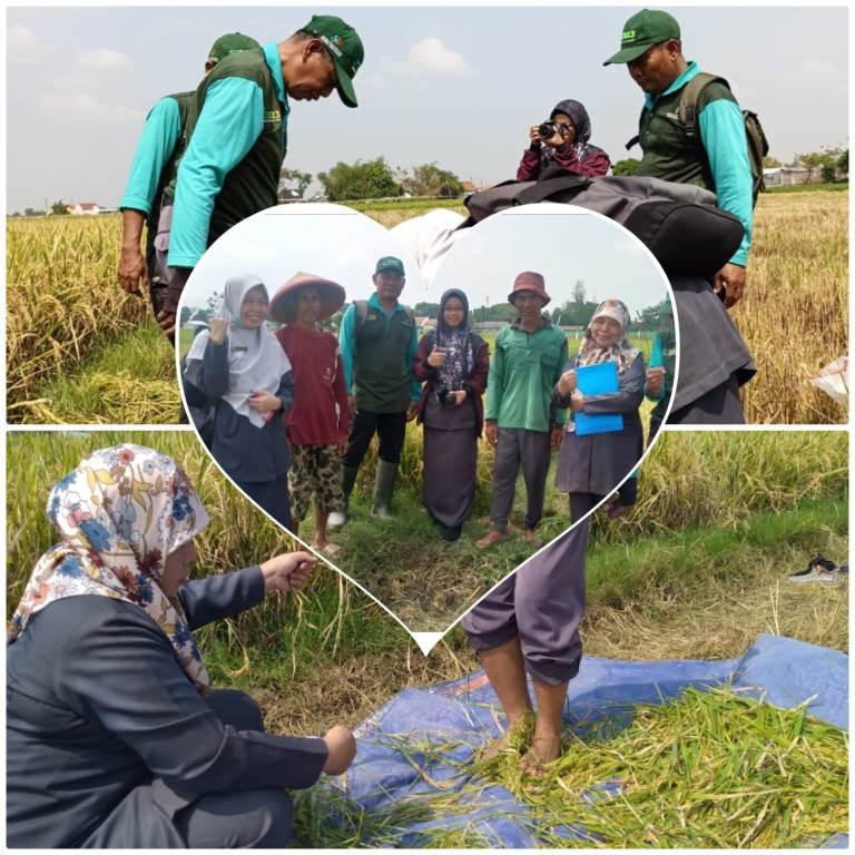 Tim BPS Kabupaten Tegal Lakukan Pengawasan Ubinan Padi di Kecamatan Slawi dan Dukuhwaru