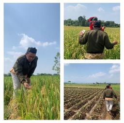 Pengecekan Waktu Panen Padi dalam Kegiatan Ubinan Padi Sawah