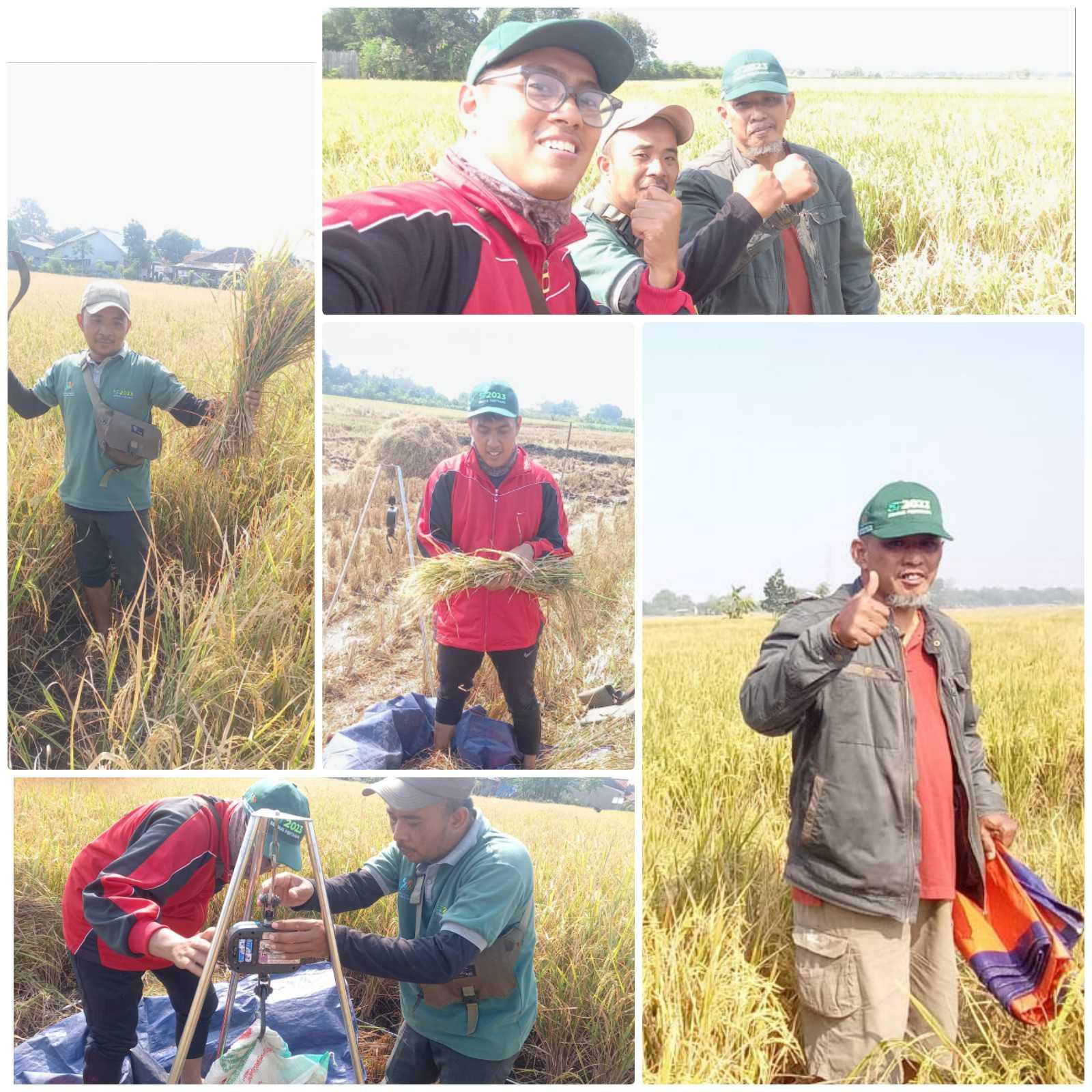 Rice Sampling in Dukuhwaru Continues Amidst the Holiday