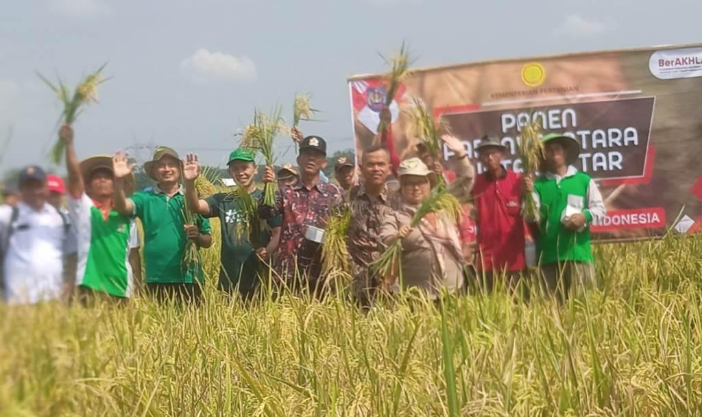 Nusantara Rice Harvest in Tegal Regency