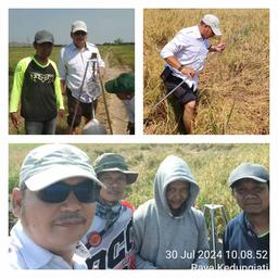 Harvest Season in Kedungjati: Subround 2 Rice Yields