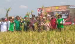 Panen Padi Nusantara di Kabupaten Tegal